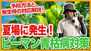 家庭菜園や農園のピーマン栽培で夏場に発生する青枯病！病気の予防法と発生時の対応とピーマンの育て方！【農家直伝】