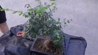 Quitando brotes a mi Ligustrum (no Sageretia como dije en el primer video). Y comentarios