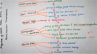 Easy Flowchart Of Neuromuscular Transmission-Physiology