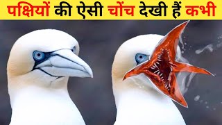 बहुत अजीब होती है इन पक्षियों की चोंच | Beautiful Birds With Weird Beaks