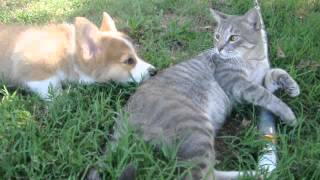 Corgi puppy vs Cat