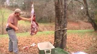 Quartering a White-tailed Deer