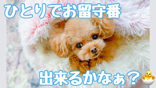 いつも姉犬と一緒の弟。1人でお留守番できるの！？