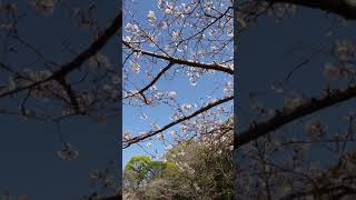 天神山公園の桜