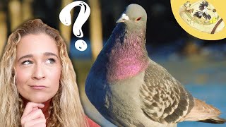 What's so cool about pigeons? 3 Unusual Things You NEED to Know!