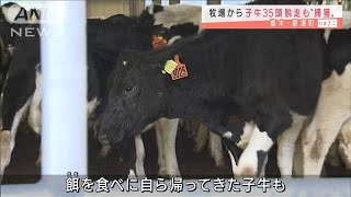 牧場から子牛35頭が脱走　3時間後、全頭無事に捕獲(2021年6月17日)