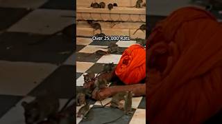 Thousands of Rats live and are worshipped in the Karni Mata Temple!