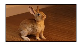 아기 미니렉스토끼 가루를 소개합니다. (Introducing Garoo, the Mini Rex Rabbit.)