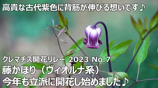 【クレマチス開花リレー 2023 No.7】 藤かほり（ヴィオルナ系）