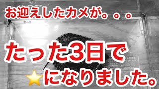 カメが☆になりました。今回の出来事から、感じる事。