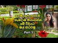 How to select and plant flowers  in a home Garden || Home Garden Tour || Srilankan Gardens 2021