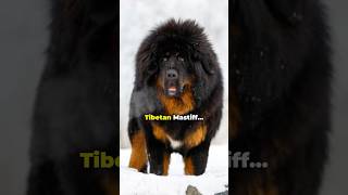 Many’s Favorite, World’s BIGGEST Dog? The Tibetan Mastiff