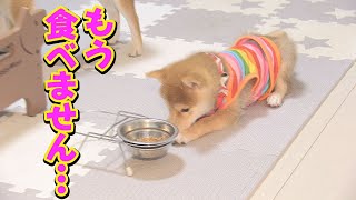 柴犬にワクチンを打つと、こうなります・・・