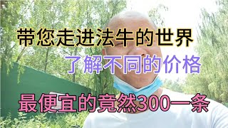 带您走进法国斗牛犬的世界了解不同的价格，竟然有300一条的法斗