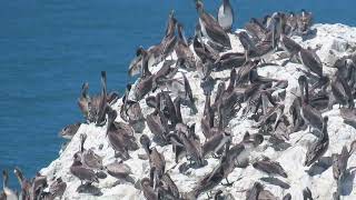 Cormorants and brown pelicans share a rock