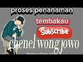 cara praktis(proses penanaman tembakau)