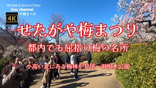 4K【せたがや梅まつり】ぶらぶら散歩【階段を上がると・・都内でも屈指の梅の名所】【小高い丘にある梅林が見頃～羽根木公園】外国人など多くの人が訪れる【3年ぶりに開催】【世田谷の春の風物詩】東京都世田谷区