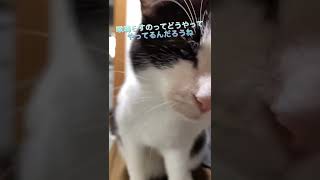 普段は甘えないけどいきなり甘えだす時がある。猫は不思議だなー spoiled cat #shorts