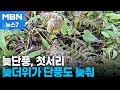 설악산 대청봉 올가을 첫서리…단풍 절정은 10월 말 [MBN 뉴스7]