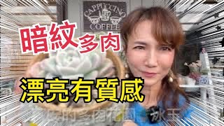 多肉的＂暗紋＂是如何形成的？￼薇薇安的多肉花園🪴