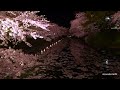 4k 日本一の桜名所 弘前公園 弘前城 の絶景と感動するほど美しい夜桜ライトアップ