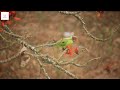 blossom headed parakeet call psittacula roseata bird s call