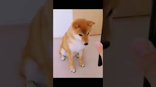 A genius Shiba Inu who can strike any pose 🐕 Funniest Cutest  Dogs and Cats Funny Animal