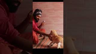 നാടൻ പട്ടികളുടെ ട്രയിനിംഗിന് ഒരു ടിപ്പ് | #shorts