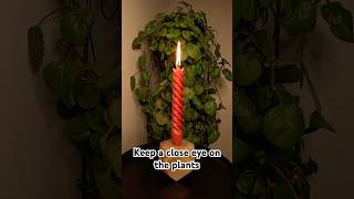 A spiral candle burns with a twist! Watch the plants perk up in the background during this timelapse