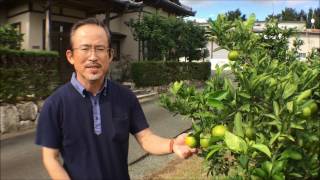 【農家さんと野菜たち】日下農園（静岡県浜松市）ゆら早生みかん