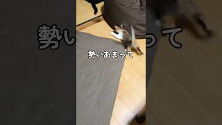 とばっちりを食らう先住猫。 #保護猫 #先住猫 #子猫 #黒猫 #三毛猫 #cat #癒し