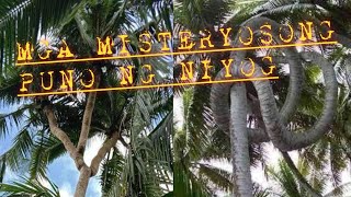 MGA MISTERYOSONG PUNO NG NIYOG