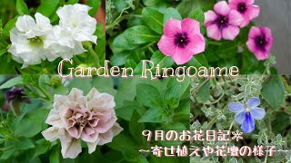 【ガーデニング】9月のお花の様子🌼秋の寄せ植えリメイク【花パトロール】