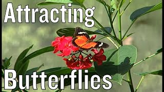 Attracting Butterflies to the Garden