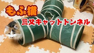 【猫動画】もふ猫と三又キャットトンネル #キャットトンネル #もふもふ三毛猫 #三毛猫#保護猫