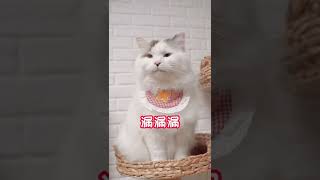 小猫咪教你“漏漏漏之歌”原版怎么唱？！【纠缠兄弟】#rowrowrowyourboat