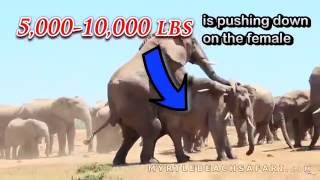 Riding Elephants is Not Harmful - MYTH BUSTED!