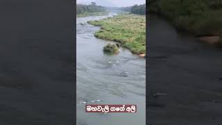 Mahawali River✌️✌️මහියංගනය❤️මහවැලි ගගේ💪අලි🐘🐘🐘#youtubeshorts #shorts #mahiyangana #sinhala