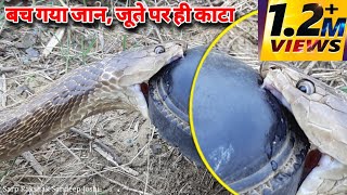 कोबरा साँप ने काट लिया, देखिए कैसे बचा जान | Cobra Snake Bite  | #shorts #shortvideo #youtubeshorts