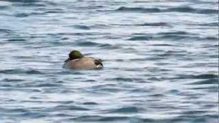 Falcated Duck Farmoor