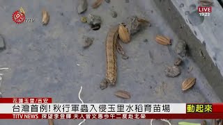 秋行軍蟲現蹤花蓮育苗場 水稻成新增寄主 2020-07-30 IPCF-TITV 原文會 原視新聞