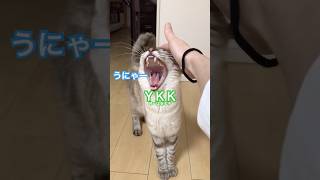 呼べば来る子【YKK】ねこやなぎトゥータン #猫のいる暮らし #保護猫 #ねこのいる生活 #猫のいる生活