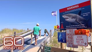 How to be shark smart at Cape Cod
