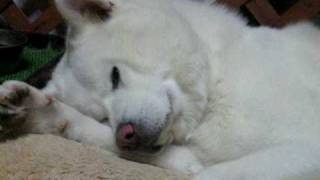 【秋田犬げんき】ネコみたいな格好になる【akita dog】