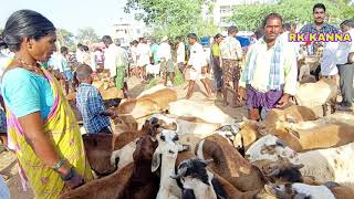 pebbair sheep market-sheep market in pebbair-pebbair santhalo pottela retlu-sheep video-rams videos