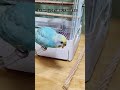 ついツッコミを入れたくなるインコちゃんあるある⑨　 セキセイインコ コザクラインコ インコ かわいいですねぇ