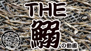 地域おこし頑固一徹漁師万能調味料有り得ない美味しさうさ屋瀬戸内コラトゥーラ