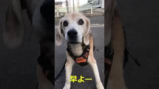 なかなかおやつをもらえないおじいちゃんビーグル #ビーグル  #老犬