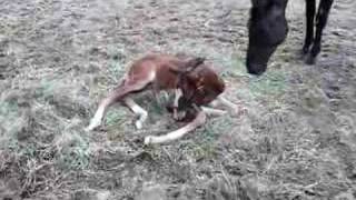 Black Orchid's colt 3