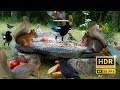 Best for Cats😽 Midsummer Party with Cutest Forest Friends 🐶 Dog TV 10 hours 4K Real HDR